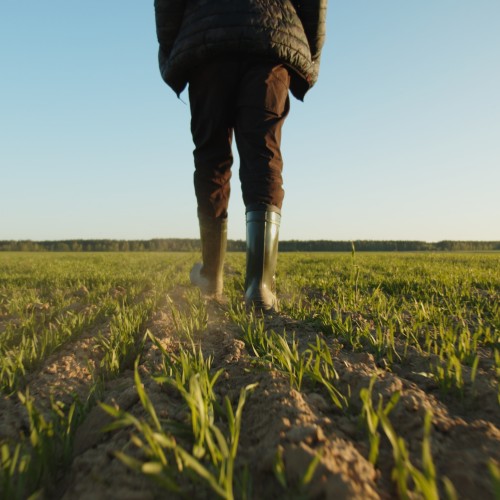 Image Production végétale