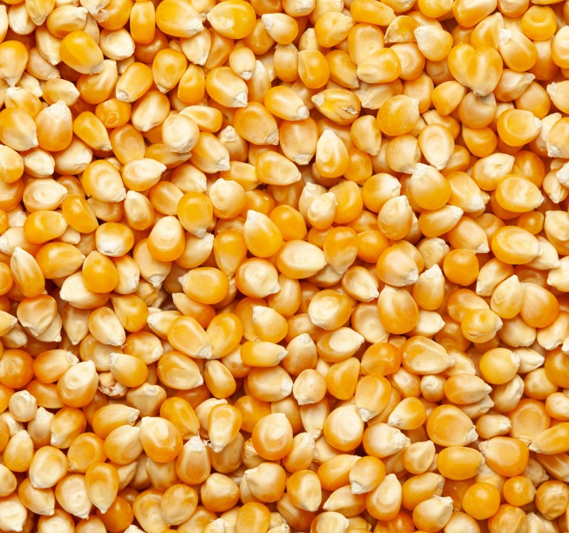 Le maïs