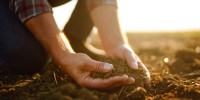 Des mains dans la terre
