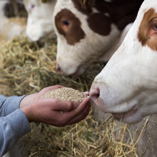 Une main nourrit une vache