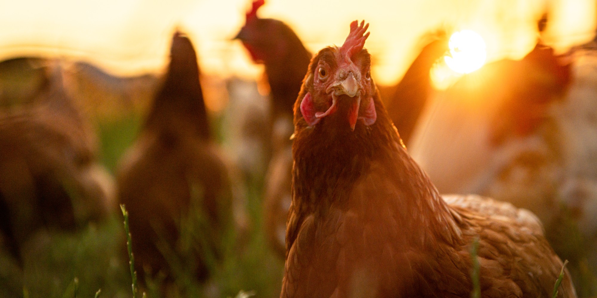 Groupe de poules